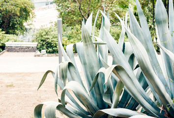 Green leaves texture for backdrop design – plant bush on the street of Catania, Sicily, Italy.