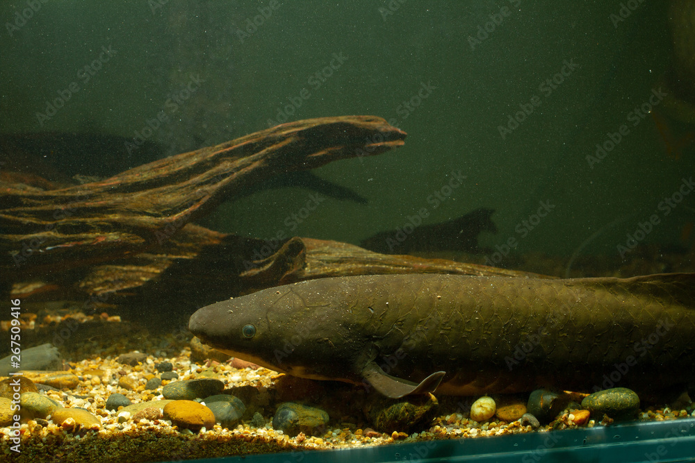 Wall mural australian lungfish or queensland lungfish (neoceratodus forsteri) a living fossil