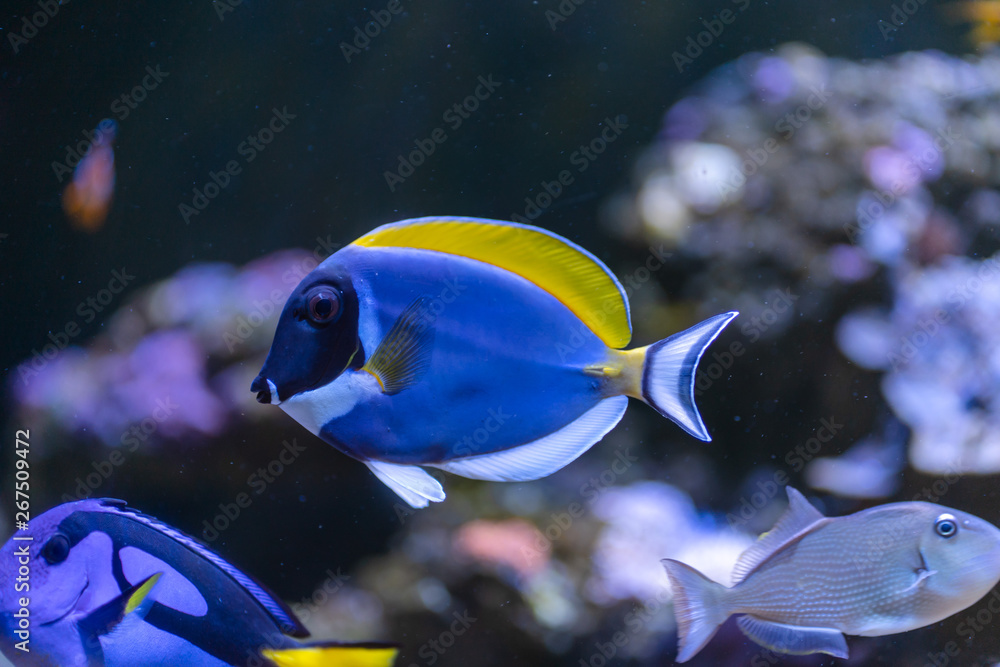 Poster powder blue tang (acanthurus leucosternon) swimming in coral reef tank