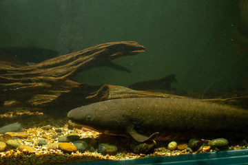 Australian Lungfish or Queensland lungfish (Neoceratodus forsteri) a living fossil