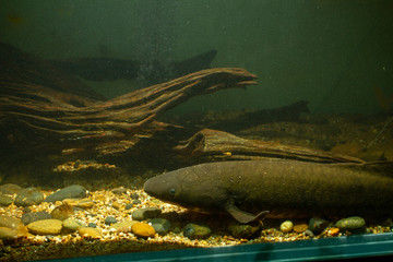 Australian Lungfish or Queensland lungfish (Neoceratodus forsteri) a living fossil