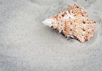 Seashell on the sand, summer beach background travel concept with copy space for text.