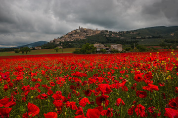 Romantica veduta del borgo medievale di Trevi da un campo di papaveri rossi in Umbria