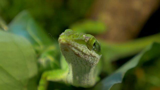 macro view!! beautiful green male anole lizard in its natural habitat !!