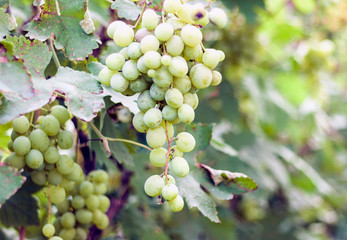Vineyards in autumn harvest, ripe green grapes .