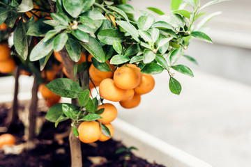 Decorative tree mandarin in a pot on the street of Catania, Sicily, Italy.