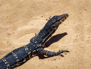 Monitor lizard on the beach on the shores of the Indian Ocean on the island of Sri Lanka.
