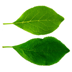 a set of two green leaves of plum isolated on a white background, the top and bottom side of a leaf
