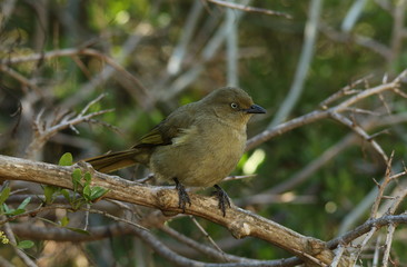 Sombre Greenbul, Andropadus importunus, sitting in natural habitat in the shade of the woodland.