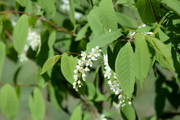 Blossoming branches of a young bird cherry tree on a sunny spring day