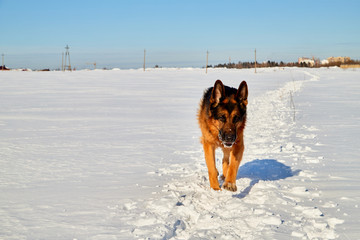 Dog German Shepherd in a winter day