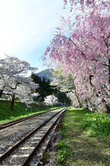 湯野上温泉駅　枝垂れ桜