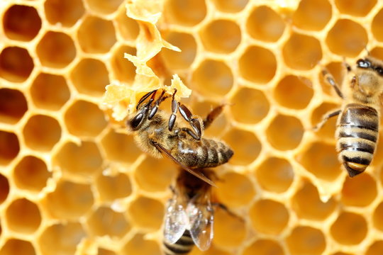 Honigbiene baut an der Wabe
