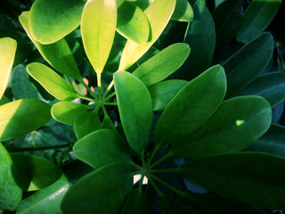 Green nature leaves background, Abstract pattern dark green leaves texture for the design texture background