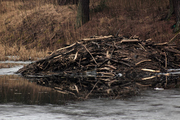 big beaver dam over the water