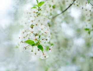 branch blooming white flowers of cherry bloor flowers