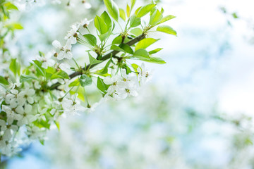 branch blooming white flowers of cherry bloor flowers
