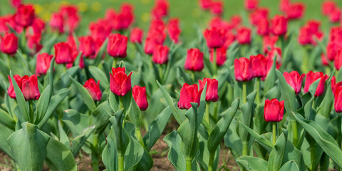 Spring fields of blooming tulip. Beauty outdoor scene