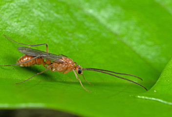 Macro Photo of Flying Ant on Green Leaf