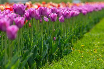 Obraz premium Spring fields of blooming tulip. Beauty outdoor scene