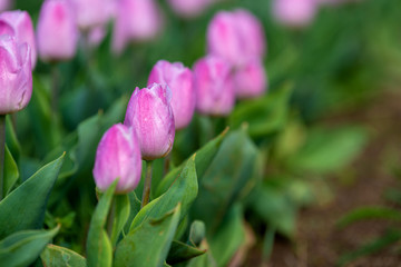 Obraz na płótnie Canvas Spring fields of blooming tulip. Beauty outdoor scene
