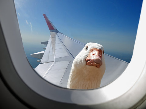 Goose sitting on the wing and looks out the window of the aircraft in flight