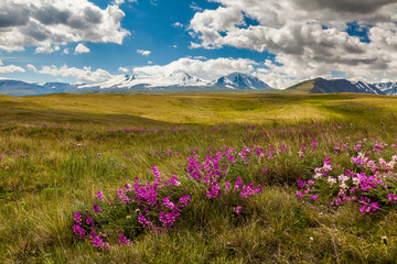 Fototapeta premium Field with wild flowers and mountains on the background.