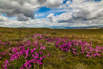 Field with wild flowers and mountains on the background.