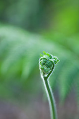 A fragile and delicate set of heart shaped fern buds  is ready to unfurl and release brand new leaves.
