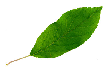 Fototapeta na wymiar one green leaf of an apple tree isolated on a white background, the top side of the leaf