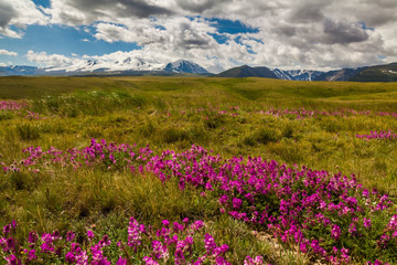 Field with wild flowers and mountains on the background.