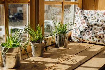 Fototapeta na wymiar Window Sill Pillow for Rest with Grass Plant Pot. Home Rest Space on Kitchen Windowsill Interior with Sunlight. Spring Bucket Flowerpot Grow at Daylight on Bright Wooden Apartment Balcony