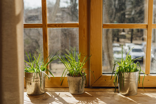 Lemon Grass in Bucket Pot on Wooden Window Sill. Home Plant on Kitchen Windowsill Interior with Sunlight. Spring Flowerpot Grow at Sun Light on Apartment Balcony
