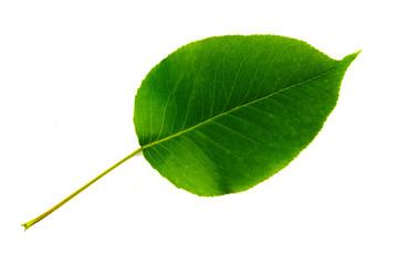 one green leaf of pear isolated on white background, top side of leaf