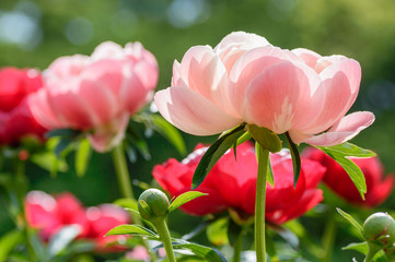 Fototapeta premium 初夏の花 シャクヤク