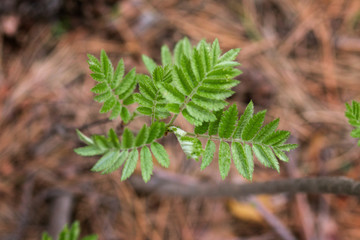 Spring forest with young leaves background