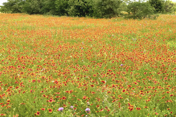 Picture of a large meadow covered by Indian Blanket (Firewheel) flowers, taken at the blooming spring season in TX, USA