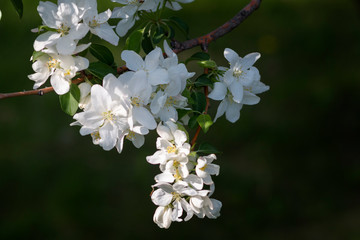 cherry and apple blossom trees
