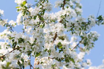 cherry and apple blossom trees