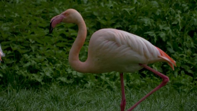 Flamingo Walks to the left, passing other standing flamingos. It turns to the right and  stands still. tracking shot.