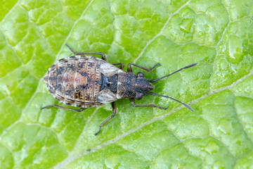 Seed bug, Nithecus jacobaeae