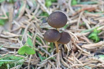 Sprucecone cap, Strobilurus esculentus, wild edible mushroom