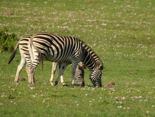 Fototapeta na wymiar Two Plains Zebra grazing on an open plain surrounded by pink flowers. Old name was Burchell's Zebra.