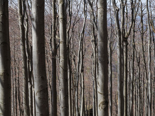 close up grey trunks of young beech trees structure with lights and shadows, natural pattern background