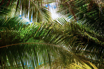 Obraz na płótnie Canvas Coconut leaves with texture.