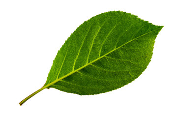 single green leaf of cherry isolated on white background, bottom side of leaf