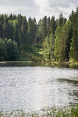 Fototapeta na wymiar Beautiful secluded quiet place on the lake with a coniferous forest on a warm summer day