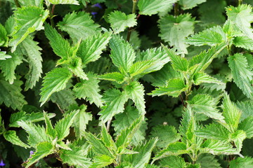 Urtica dioica, often called common nettle or stinging nettle