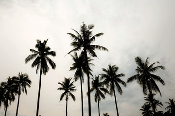 Fototapeta na wymiar Coconut tree at white sky.