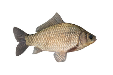Live crucian carp fish with flowing fins isolated on white background